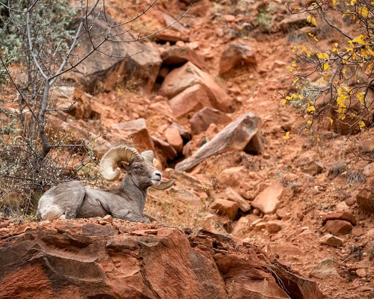 Picture of UTAH-ZION NATIONAL PARK-BIGHORN SHEEP RAM SURVEYS HIS DOMAIN