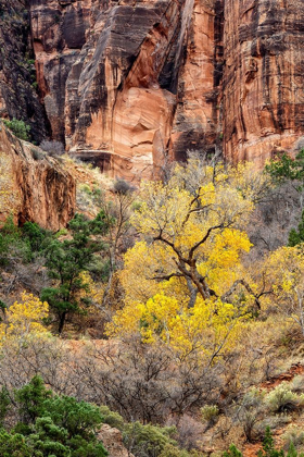 Picture of UTAH-ZION NATIONAL PARK-AUTUMN COLOR HIGH ABOVE THE CANYON