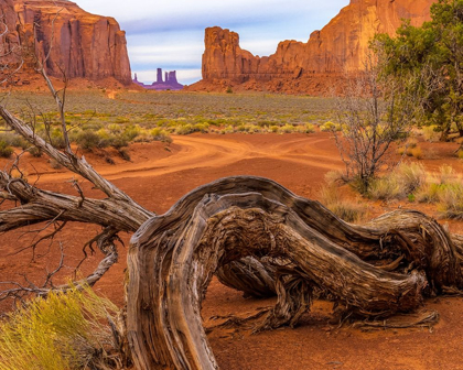 Picture of UTAH-MONUMENT VALLEY LANDSCAPE AND DEAD TREE 