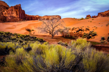 Picture of UTAH-MONUMENT VALLEY LANDSCAPE AND DEAD TREE 