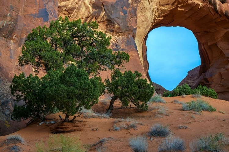 Picture of UTAH-MONUMENT VALLEY LANDSCAPE WITH SANDSTONE FORMATIONS AND TREES 