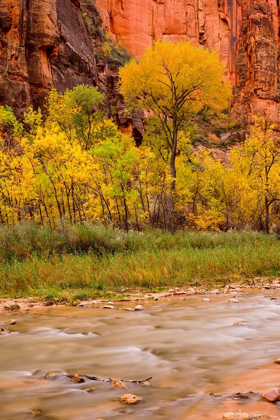 Picture of ZION NATIONAL PARK-FALL COLORS