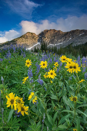 Picture of ARNICA AND LUPINE-DEVILS CASTLE-ALBION BASIN-ALTA SKI RESORT WASATCH MOUNTAINS