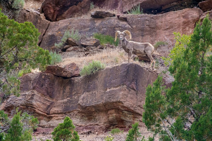 Picture of BIG HORN RAM ON CLIFF-DINOSAUR NATIONAL MONUMENT-UTAH-USA