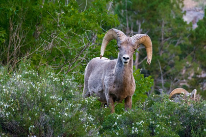 Picture of BIG HORN RAM PORTRAIT IN WILDFLOWERS-DINOSAUR NATIONAL MONUMENT-UTAH-USA