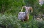 Picture of BIG HORN RAM PORTRAIT IN WILDFLOWERS-DINOSAUR NATIONAL MONUMENT-UTAH-USA