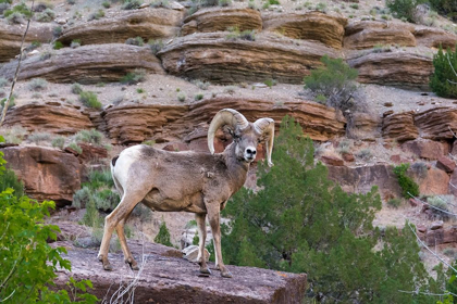 Picture of BIGHORN RAM ON CLIFF-EYE CONTACT-DINOSAUR NATIONAL MONUMENT-UTAH-USA