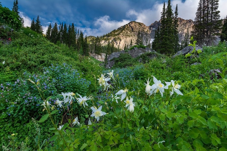 Picture of COLUMBINE WILDFLOWERS AND BLUEBELLS IN ALBION BASIN-ALTA SKI RESORT-WASATCH MOUNTAINS