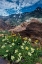 Picture of COW PARSNIP-MULES EAR-AND QUARTZITE ROCK IN TWIN PEAKS WILDERNESS
