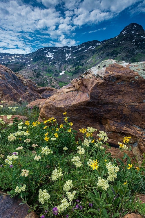 Picture of COW PARSNIP-MULES EAR-AND QUARTZITE ROCK IN TWIN PEAKS WILDERNESS