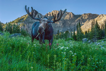 Picture of GRAZING BULL MOOSE EYE TO EYE WITH PHOTOGRAPHER-WASATCH MOUNTAINS-ALTA-UTAH-USA