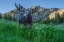 Picture of GRAZING BULL MOOSE EYE TO EYE WITH PHOTOGRAPHER-WASATCH MOUNTAINS-ALTA-UTAH-USA