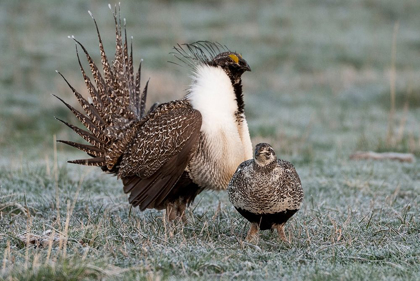 Picture of GREATER SAGE GROUSE MALE AND FEMALE AT LEK-HENNIFER-UTAH-USA