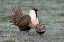 Picture of GREATER SAGE GROUSE MALE AND FEMALE AT LEK-HENNIFER-UTAH-USA