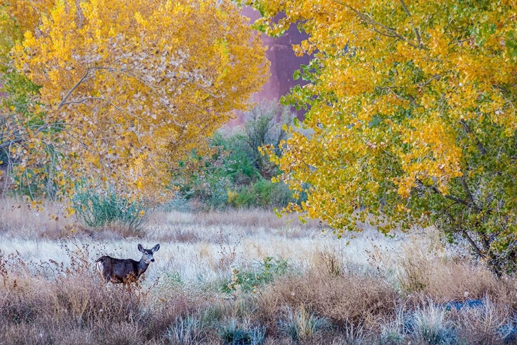 Picture of WHITETAIL DEER GRAZING UNDER AUTUMN COTTONWOOD TREE-NEAR MOAB-UTAH-USA