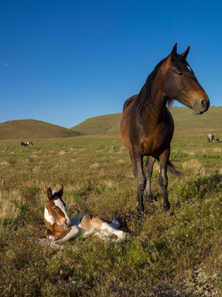 Picture of WILD HORSE MOTHER SHOWS OFF HER YEARLING FOAL-PONY EXPRESS BYWAY