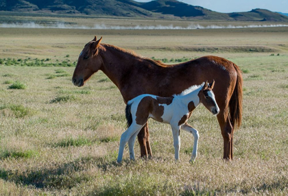 Picture of WILD HORSES-MOTHER AND YEARLING FOAL GRAZE ALONG PONY EXPRESS BYWAY