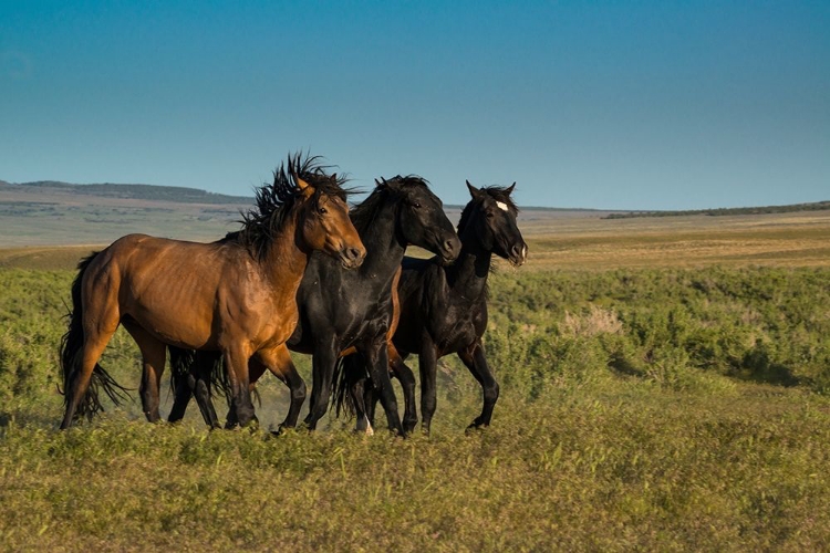 Picture of WILD STALLIONS OF ONAQUI HERD GRAZE ALONG PONY EXPRESS BYWAY NEAR DUGWAY