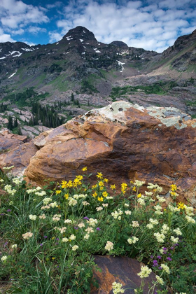 Picture of WILDFLOWERS AND DROMEDARY PEAK-TWIN PEAKS WILDERNESS-WASATCH MOUNTAINS NEAR SALT LAKE CITY-UTAH-USA