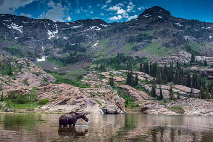 Picture of YOUNG BULL MOOSE WADING IN LAKE LILIAN-WASATCH MOUNTAINS NEAR LAKE BLANCHE