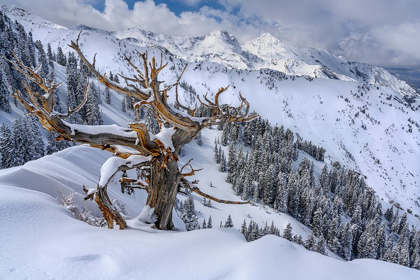 Picture of UTAH-ANCIENT LIMBER PINE ON RIDGE DURING WINTER BIG COTTONWOOD CANYON NEAR SALT LAKE CITY AND ALTA