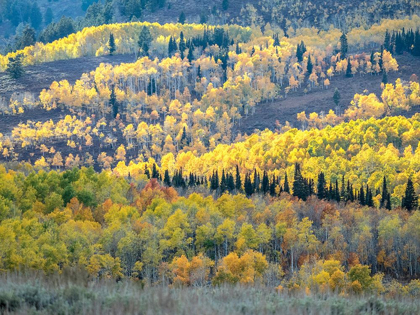 Picture of UTAH-LOGAN PASS AUTUMN COLORS IN LOGAN PASS UTAH