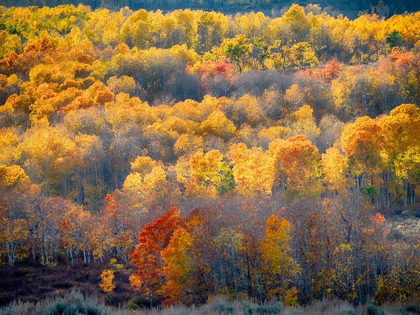 Picture of UTAH-LOGAN PASS AUTUMN COLORS IN LOGAN PASS UTAH