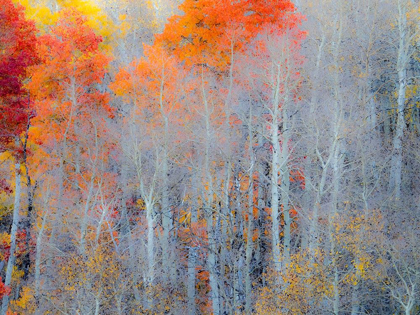 Picture of UTAH-LOGAN PASS AUTUMN COLORS IN LOGAN PASS UTAH