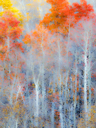 Picture of UTAH-LOGAN PASS AUTUMN COLORS IN LOGAN PASS UTAH