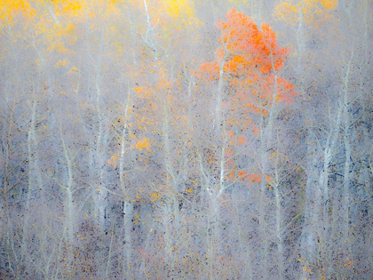 Picture of UTAH-LOGAN PASS AUTUMN COLORS IN LOGAN PASS UTAH