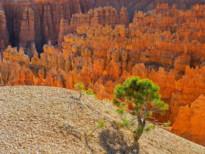 Picture of UTAH-BRYCE CANYON NATONAL PARK VIEW OF CANYON WITH HOODOOS