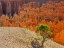 Picture of UTAH-BRYCE CANYON NATONAL PARK VIEW OF CANYON WITH HOODOOS