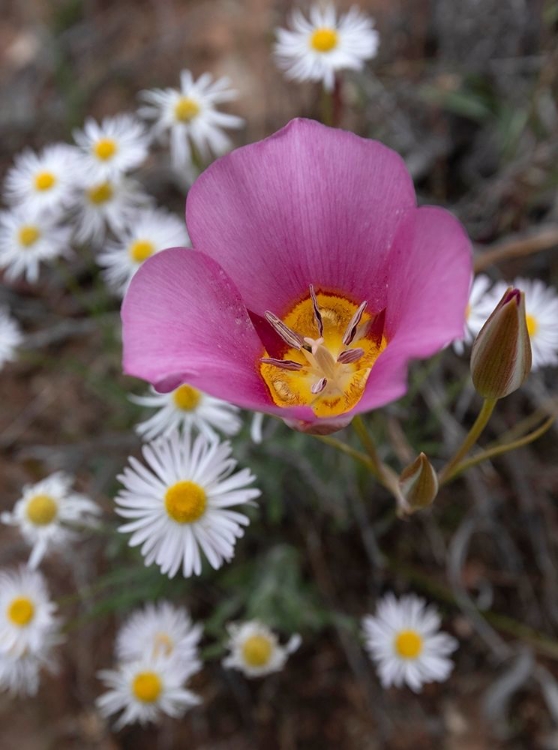 Picture of UTAH SEGO LILY-ARCHES NATIONAL PARK