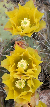 Picture of UTAH PRICKLY PEAR CACTUS BLOOM-ARCHES NATIONAL PARK