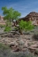 Picture of UTAH LUSH GREEN LEAVES ON COTTONWOOD TREE IN THE DESERT-SAN RAFAEL SWELL