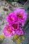 Picture of UTAH BEAVERTAIL PRICKLY PEAR CACTUS-FACTORY BUTTE-UPPER BLUE HILLS