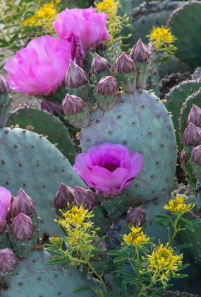 Picture of UTAH BEAVERTAIL PRICKLY PEAR CACTUS AND BEE PLANT-FACTORY BUTTE-UPPER BLUE HILLS