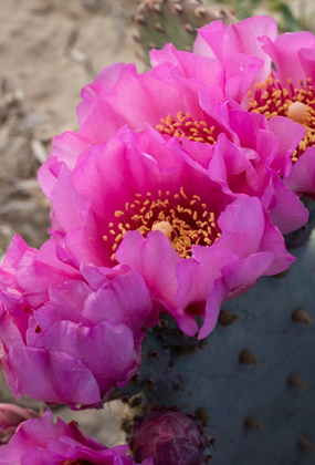 Picture of UTAH BEAVERTAIL PRICKLY PEAR CACTUS-FACTORY BUTTE-UPPER BLUE HILLS