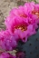 Picture of UTAH BEAVERTAIL PRICKLY PEAR CACTUS-FACTORY BUTTE-UPPER BLUE HILLS