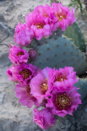 Picture of UTAH BEAVERTAIL PRICKLY PEAR CACTUS-FACTORY BUTTE-UPPER BLUE HILLS