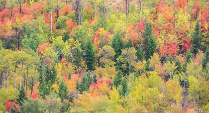 Picture of UTAH-LOGAN PASS WITH ASPEN AND MAPLES IN FALL COLOR