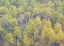 Picture of UTAH-LOGAN PASS HILLSIDES COVERED WITH ASPEN GROVE IN FALL COLOR