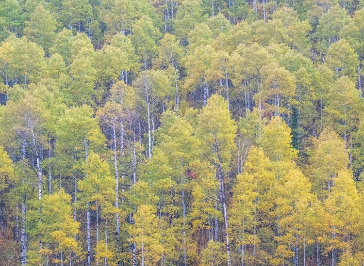 Picture of UTAH-LOGAN PASS HILLSIDES COVERED WITH ASPEN GROVE IN FALL COLOR