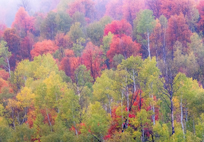 Picture of UTAH-LOGAN PASS WITH ASPEN AND MAPLES IN FALL COLOR