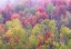 Picture of UTAH-LOGAN PASS WITH ASPEN AND MAPLES IN FALL COLOR