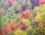 Picture of UTAH-LOGAN PASS WITH ASPEN AND MAPLES IN FALL COLOR