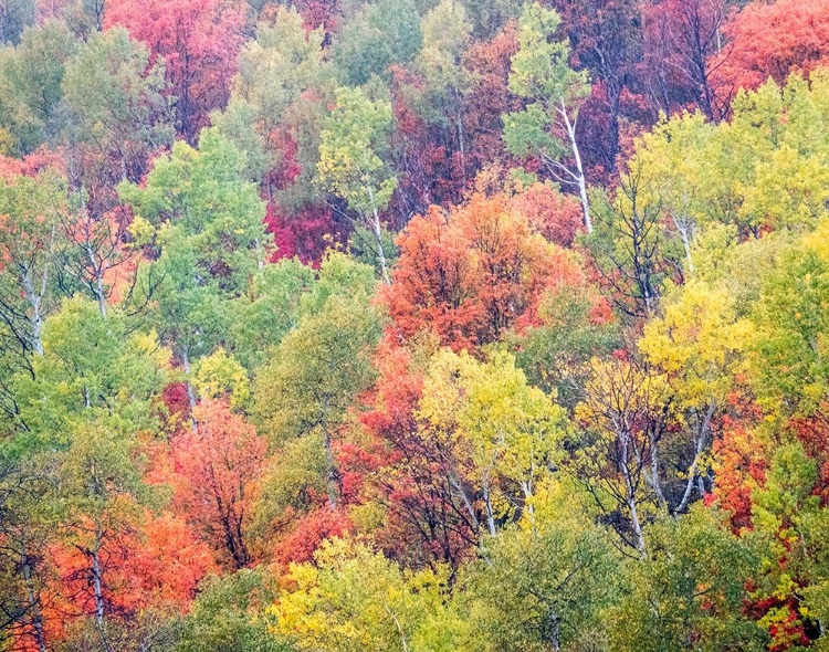 Picture of UTAH-LOGAN PASS WITH ASPEN AND MAPLES IN FALL COLOR