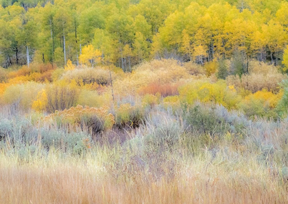 Picture of UTAH-LOGAN PASS HILLSIDES COVERED WITH ASPEN GROVE IN FALL COLOR