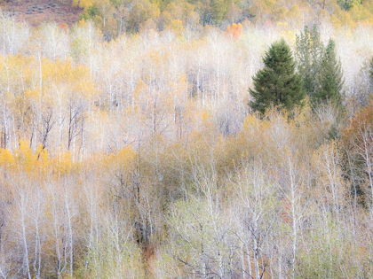 Picture of UTAH-LOGAN PASS HILLSIDES COVERED WITH ASPEN GROVE IN FALL COLOR