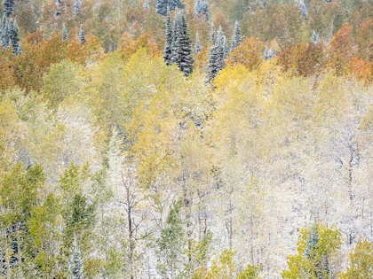 Picture of UTAH-WASATCH MOUNTAIN RANGE FRESH AUTUMN SNOWS-ASPENS JUST OFF OF HIGHWAY 39 AND CURTIS CREEK RD